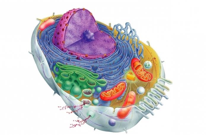строение эукариотической клетки