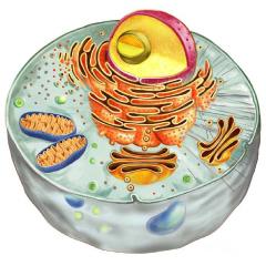 строение эукариотической клетки