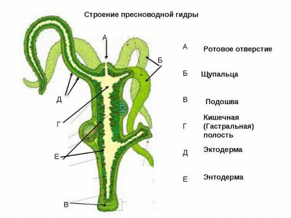 Гидра обыкновенная фото