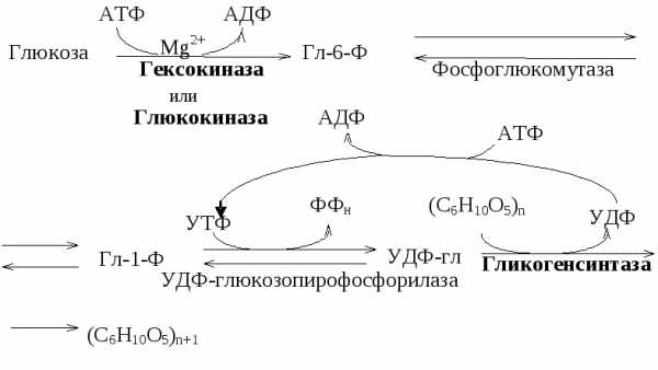 Образование глюкозы обмен