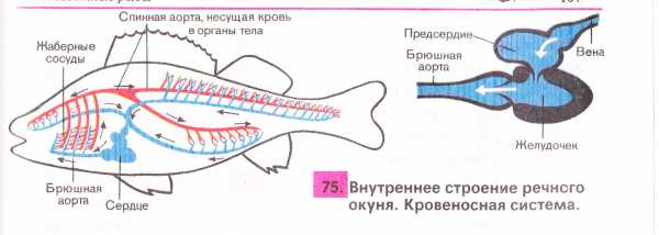 Где у рыбы сердце находится фото